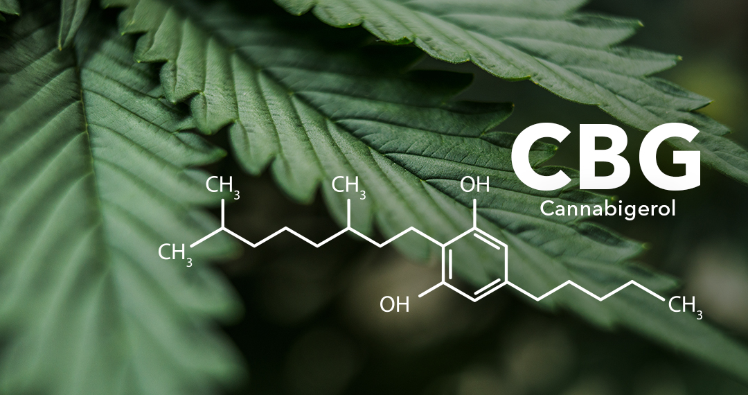 Unveiling the Scientific Findings of CBG: The Mother Cannabinoid